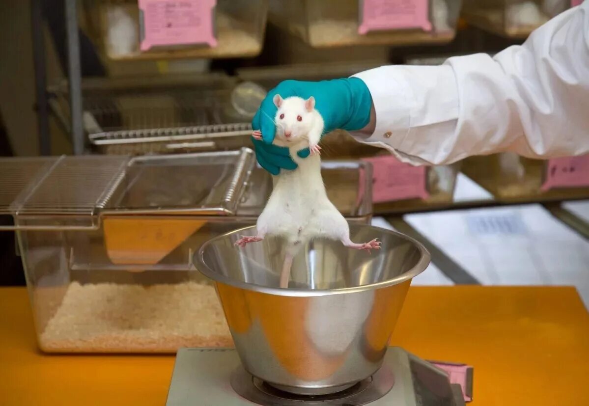 День защиты лабораторных животных. Лаборатория животных. Эксперименты над животными. Всемирный день защиты лабораторных животных 24 апреля.