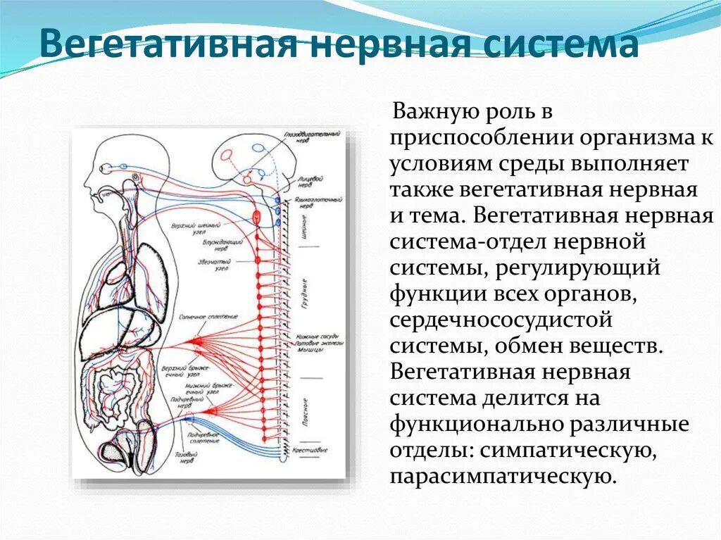 Нервная регуляция вегетативной системы функции. Отделы вегетативной нервной системы строение. Характеристика вегетативной нервной системы анатомия. Структура и функции автономной вегетативной нервной системы. Вегетативный отдел нервной системы функции.