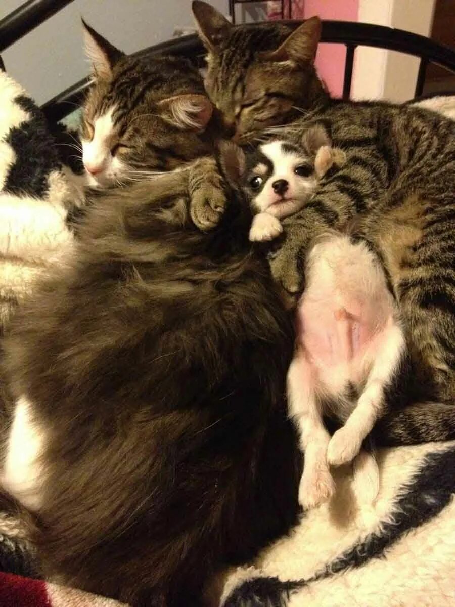 Любовь кошек и котов. Кошки любовь. Влюбленные котики. Котята обнимаются. Кошки обнимашки.