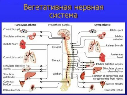 Автономные нервные узлы