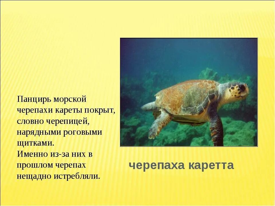 Органы дыхания черепахи. Морские черепахи дышат. Черепахи задерживают дыхание. Морская черепаха дышит с помощью. Черепахи задерживают дыхание.