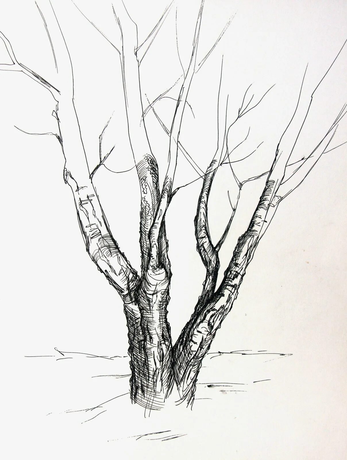 Деревья натура. Зарисовки деревьев. Дерево гелевой ручкой. Наброски деревьев. Наброски и зарисовки деревьев.