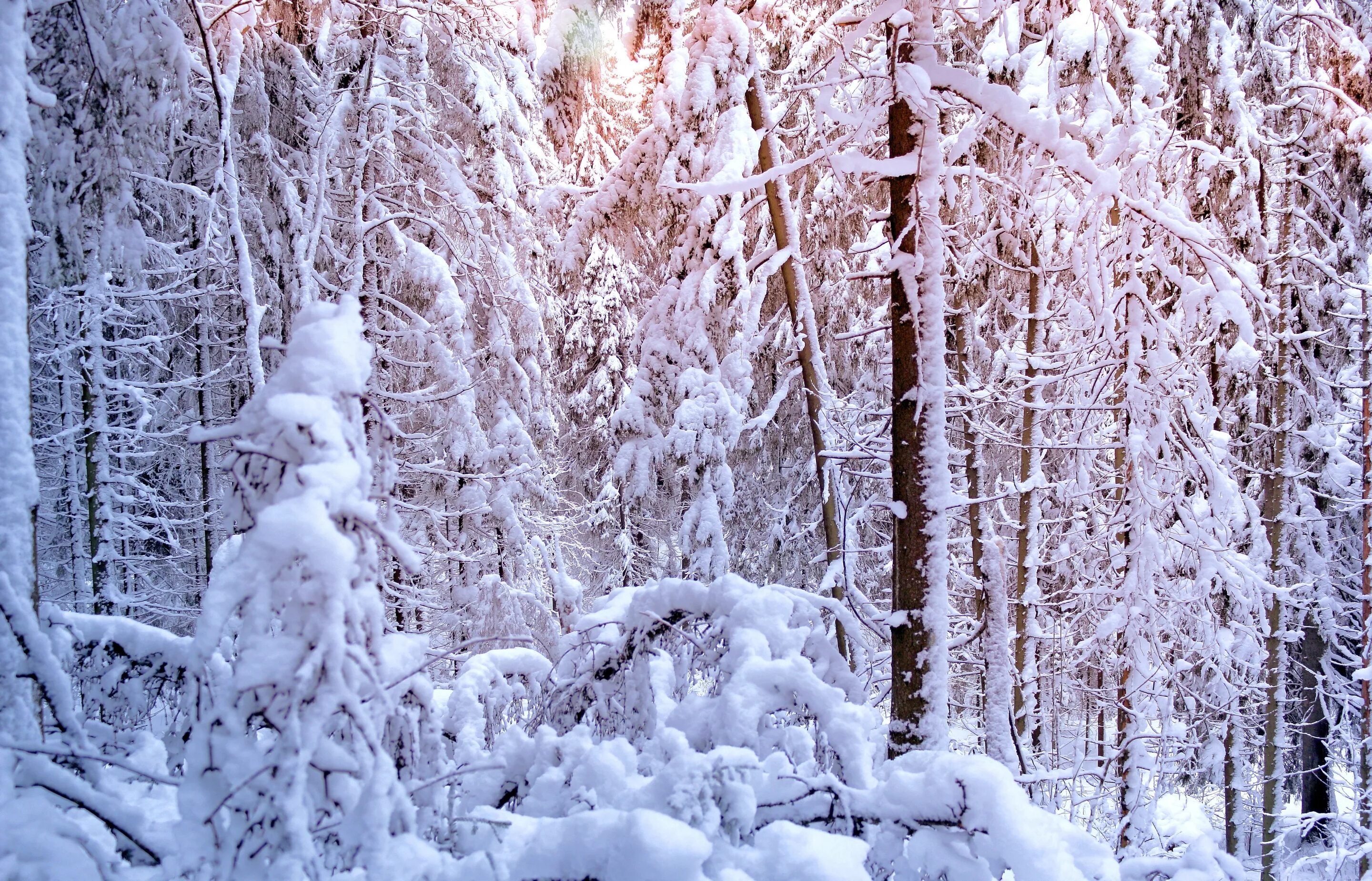 Снег лежит на елях. Зимний лес. Зимой в лесу. Лес в снегу. Заснеженный лес.