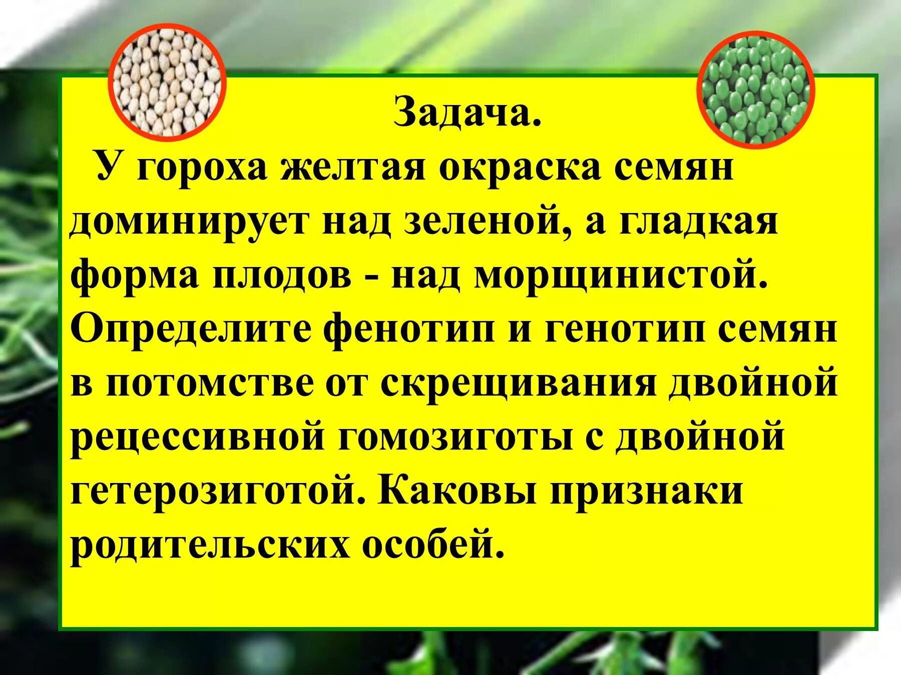 У гороха желтая окраска семян доминирует над зеленой. У гороха желтая окраска семян а доминирует над зеленой а гладкая. Окраска семян. Задача у гороха желтая окраска семян.