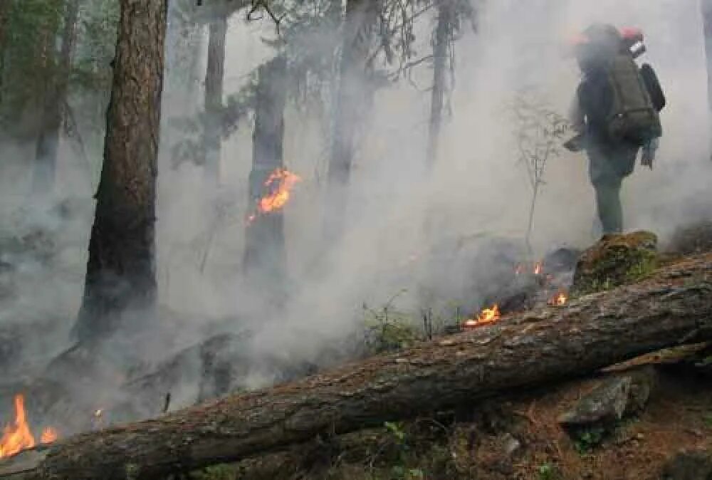 Сколько лесных пожаров. Тушение лесов. Пожар в лесу из за стекла. Как уменьшить количество лесных пожаров. Сколько лесных пожаров.
