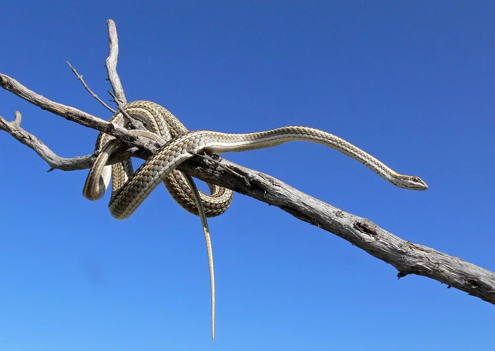Змеи казахстана. Psammophis lineolatus. Змея стрела в Казахстане. Среднеазиатские змея стрела. Змея стрелка в Казахстане.