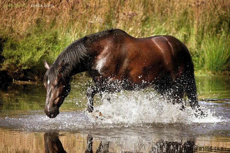 Лошадь плывет. Лошади в воде. Фризская лошадь вода. Лошади у воды на природе.