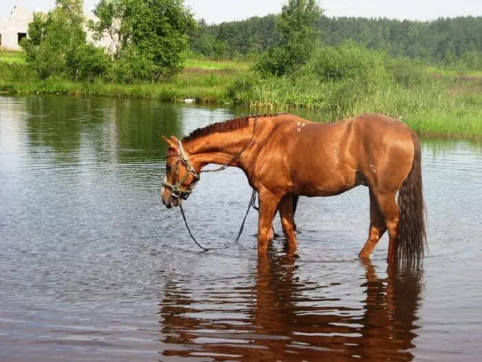 Лошадь на речке. Лошадь у реки. Лошади на берегу реки. Лошади на водопое. Конь пьет воду
