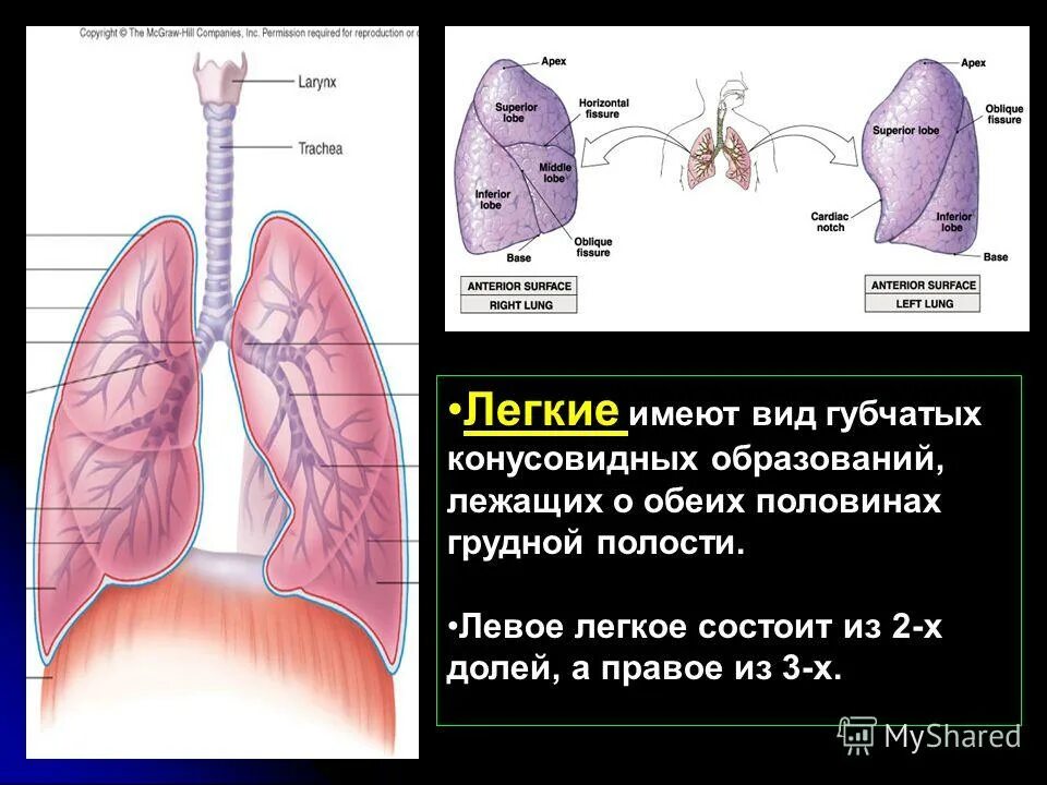 Левое легкое состоит из долей. Как называется процесс в легких. Газообмен в легких. Дыхание этапы дыхания газообмен. Внутреннее дыхание.