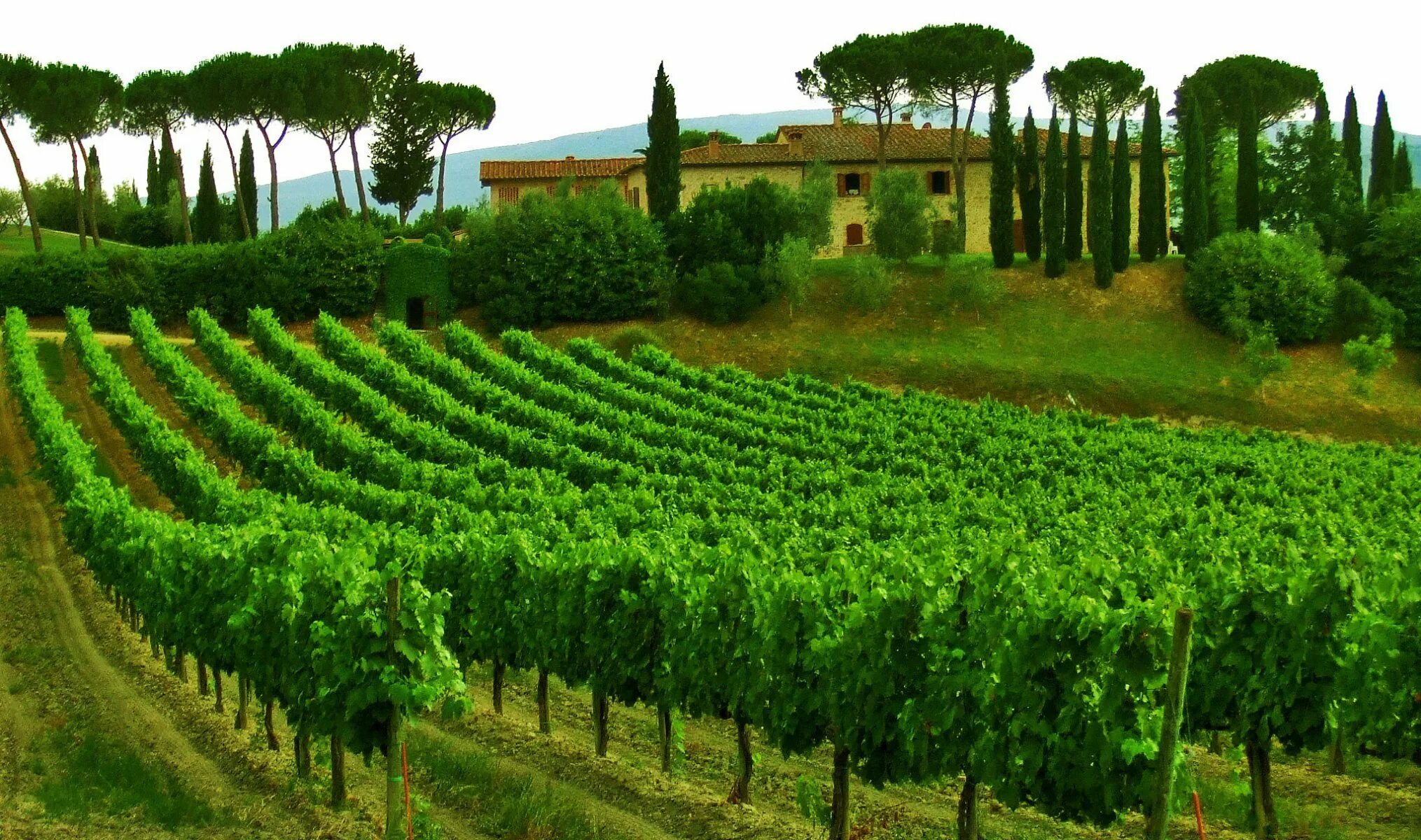 Виды плантаций. Виноград Тоскана. Тоскана Италия винодельни. Италия виноградники Тосканы. Зеленые виноградники Тосканы Италия.