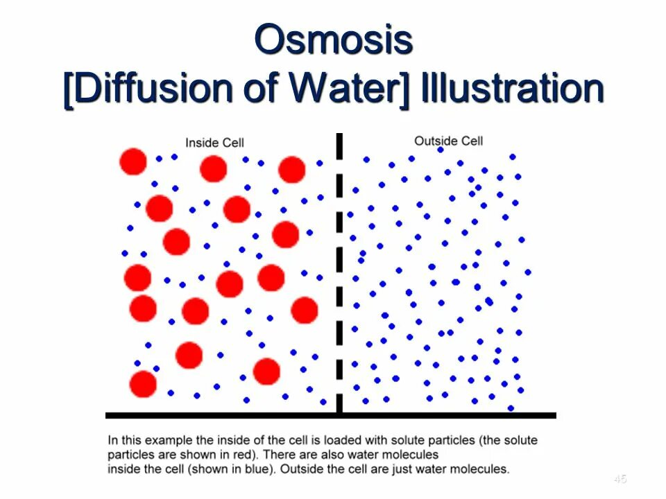 Stable diffusion forge github. Osmosis and diffusion. модели для stable diffusion. stable diffusion работы. stable diffusion нейросеть схема работы.
