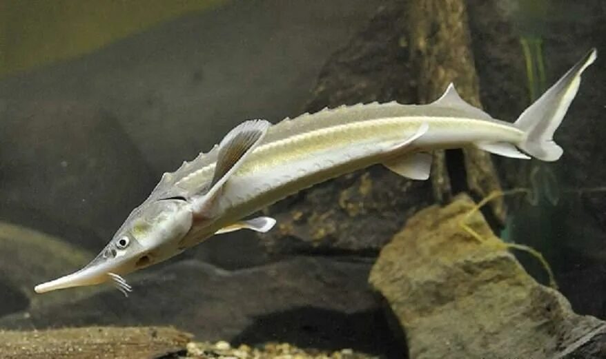 Бестер (гибрид белуги и стерляди рыба. Осетр севрюга стерлядь. Осетровые гибриды. Осетр гибрид. Осетр гибрид.