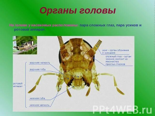 Тип головы насекомых. Строение ротовых органов насекомых. строение головы насекомых. строение головы кузнечика. голова насекомых ротовые аппараты.
