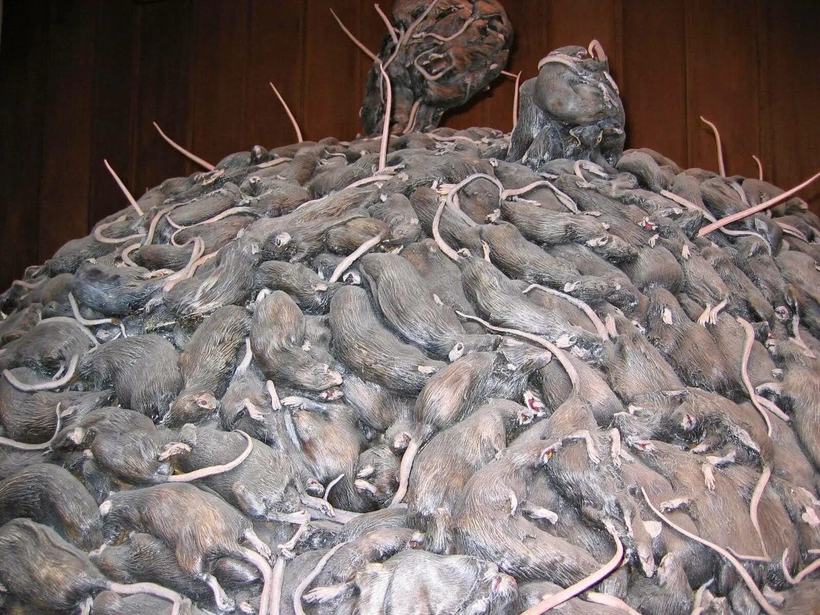 Мышь в амбаре. Почему много мышей в этом году. Почему много мышей в этом году. Много мышей. Почему много мышей в этом году.