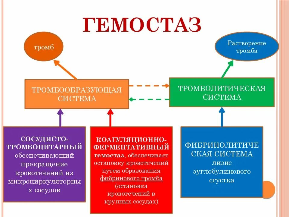 Как растворить тромб. Гемостаз. Процесс гемостаза. Гемостаз кратко. Виды гемостаза.