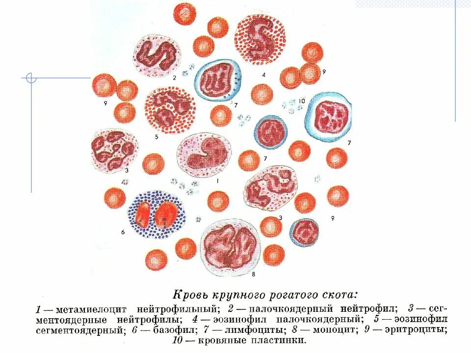 Строение ткани крови человека. Форменные элементы крови гистология. Кровь соединительная ткань строение.