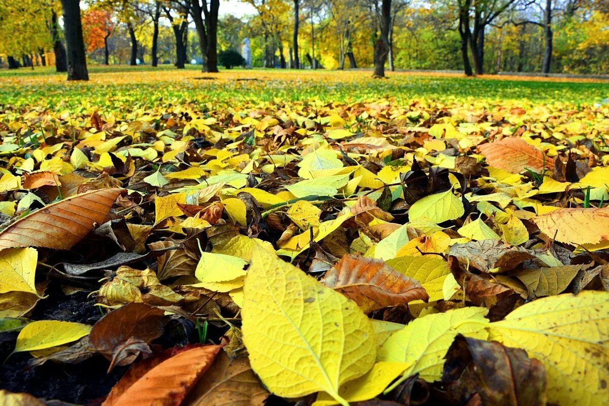 Листья над городом. Осень. Опавшая листва. Осень фото. Листва на земле.