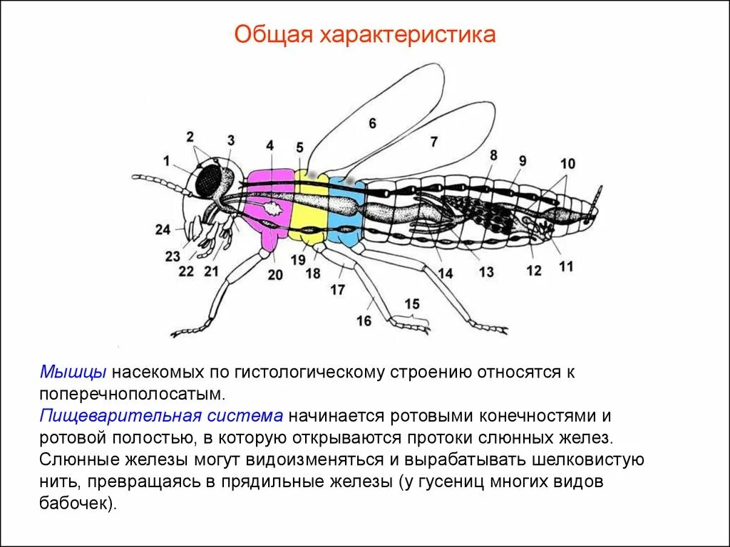 Брюшко функции