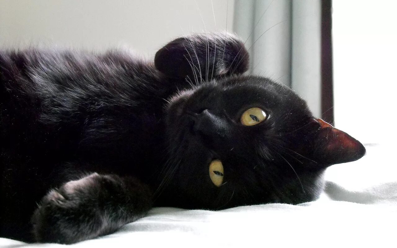 Черные котята во сне к чему снятся. Черная короткошерстная кошка. Европейская черная кошка. Европейский кот черный. Европейский короткошерстный кот черный.