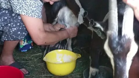 Milking milked goats