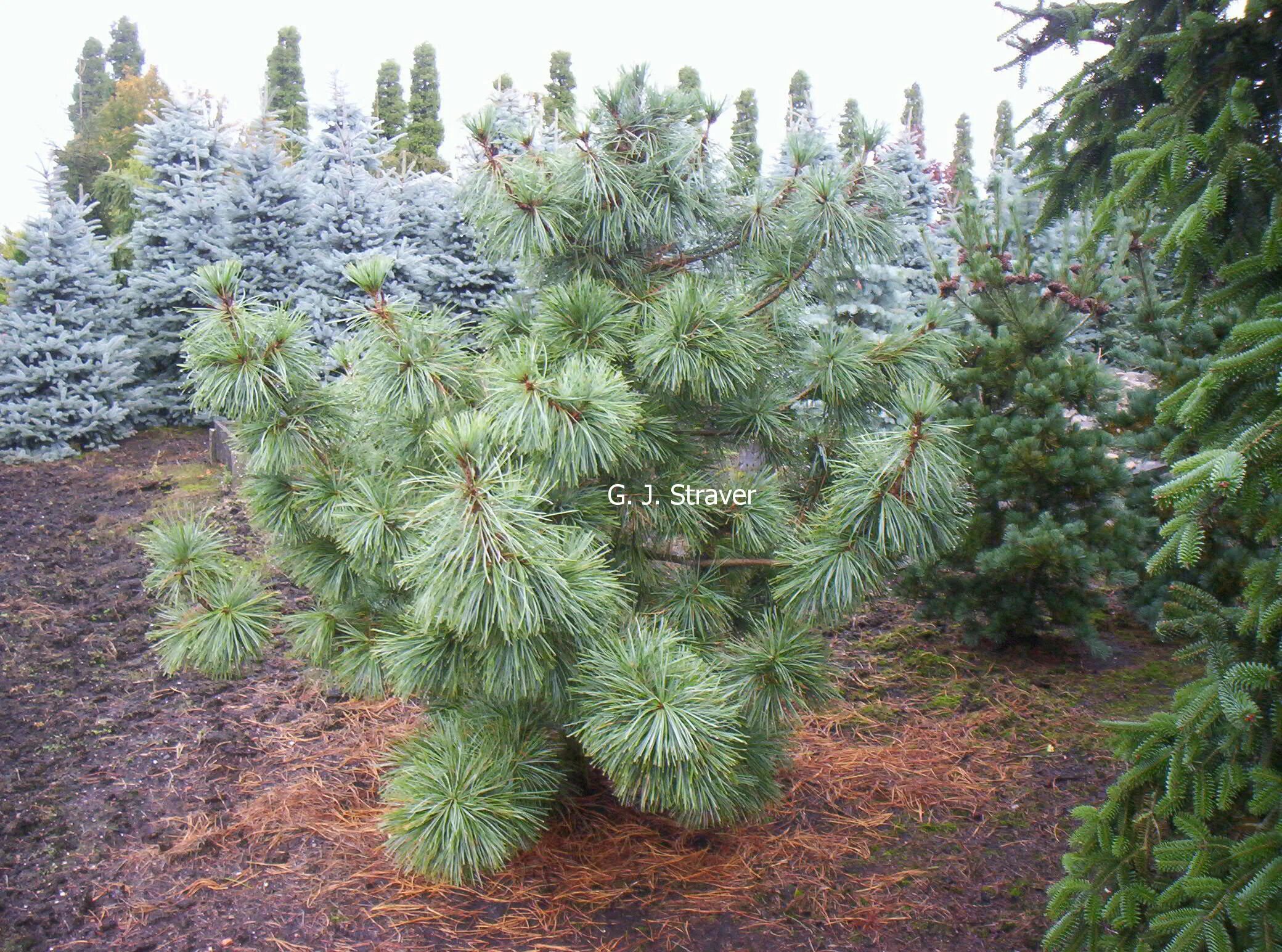 Серебристый кедр. Сосна кедровая silveray. pinus koraiensis &#039;silveray&#039;. сосна кедровая корейская silveray. сосна кедровая корейская сильверей.