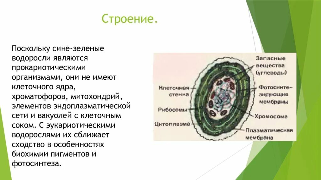 Водоросли являются организмами имеют. Строение клетки синезеленых водорослей. Цианобактерии строение клетки. Строение клеток зеленых водорослей. Синезеленые водоросли строение.