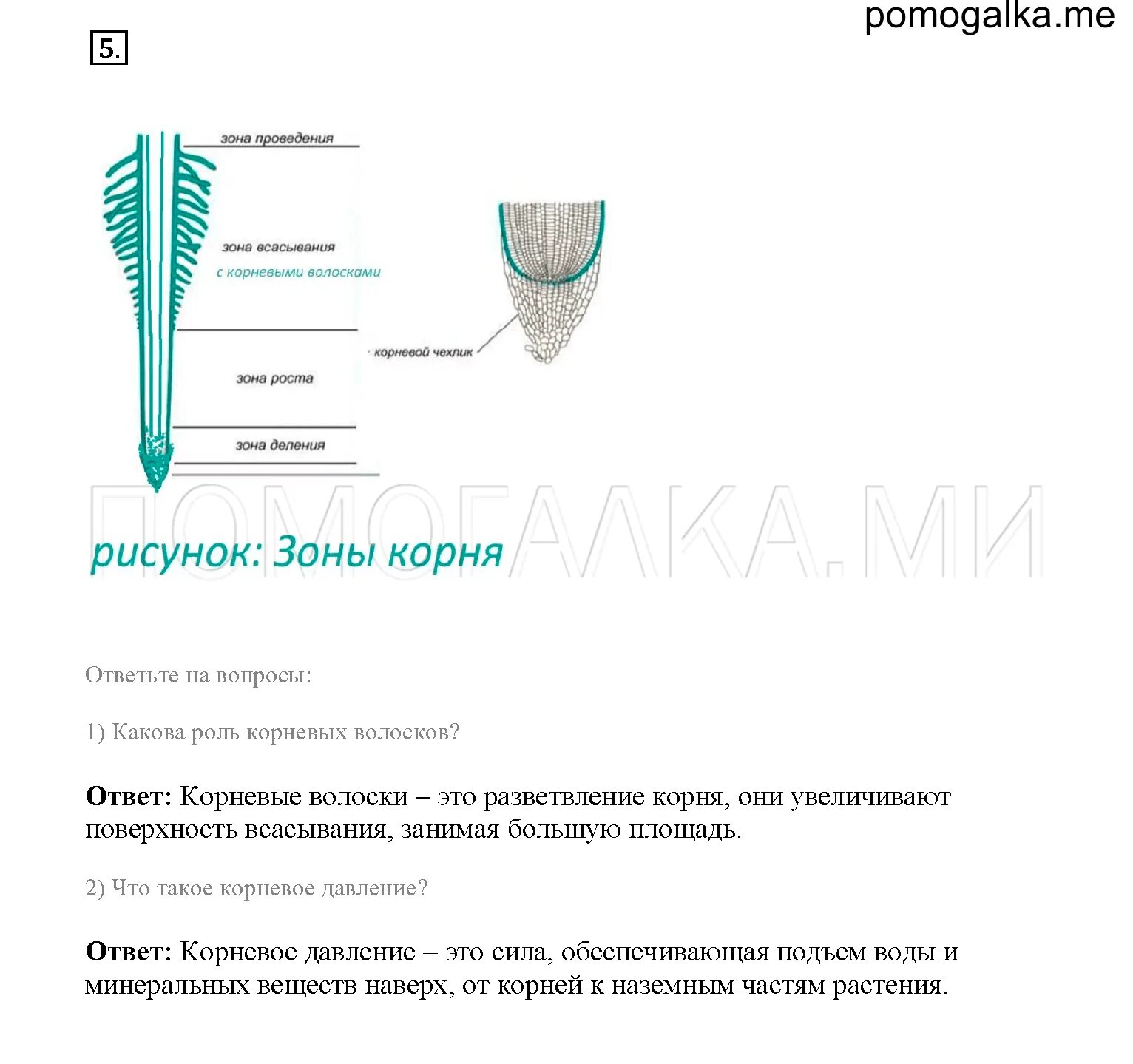 Тест биология жизнедеятельность организмов. Почвенное питание 6 класс биология. Тест по биологии 6 класс минеральное питание растений. Задания по биологии 6 класс почва.