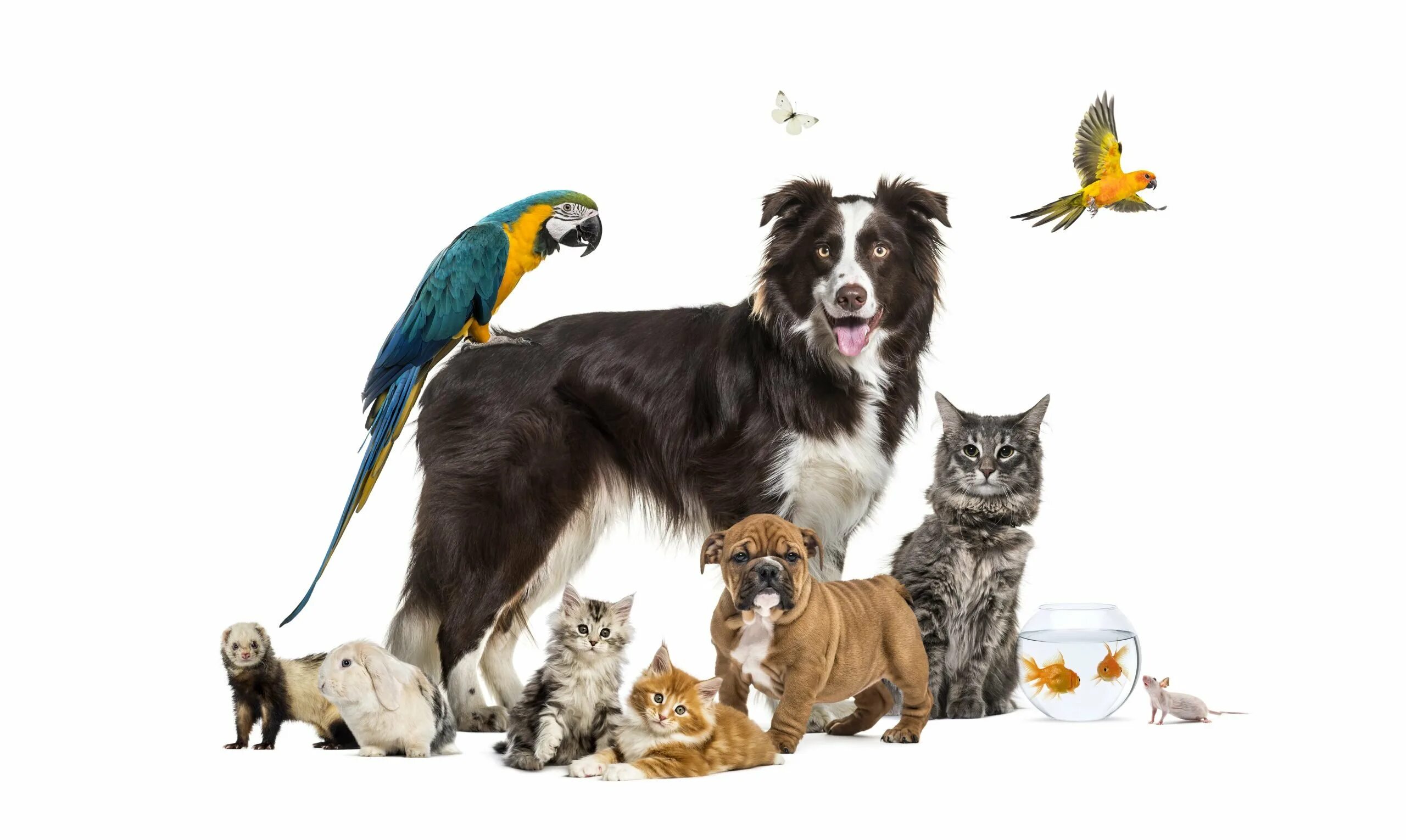 Класс собаки кошки. Домашние питомцы. Кошки и собаки. Зоотовары. Всемирный день домашних животных (World Pets Day).