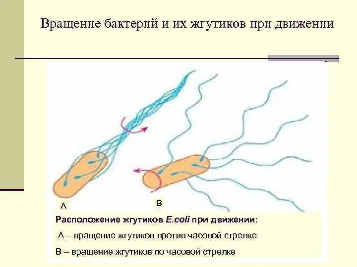 Движение с помощью жгутика. Латеральное расположение жгутиков. движение жгутиков бактерий. вращение бактерий. вращение жгутиков бактерий.