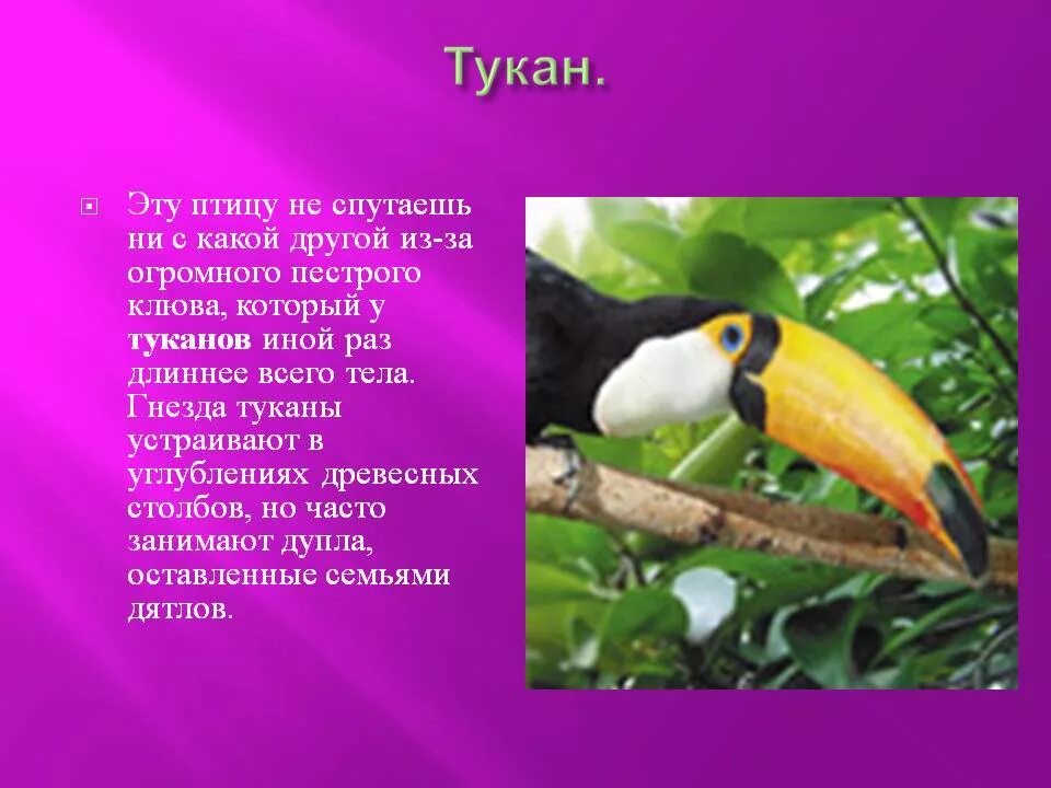 Тропические животные 1 класс. Необычные птицы. Тукан презентация. Тропические животные с описанием. Тукан для детей информация.