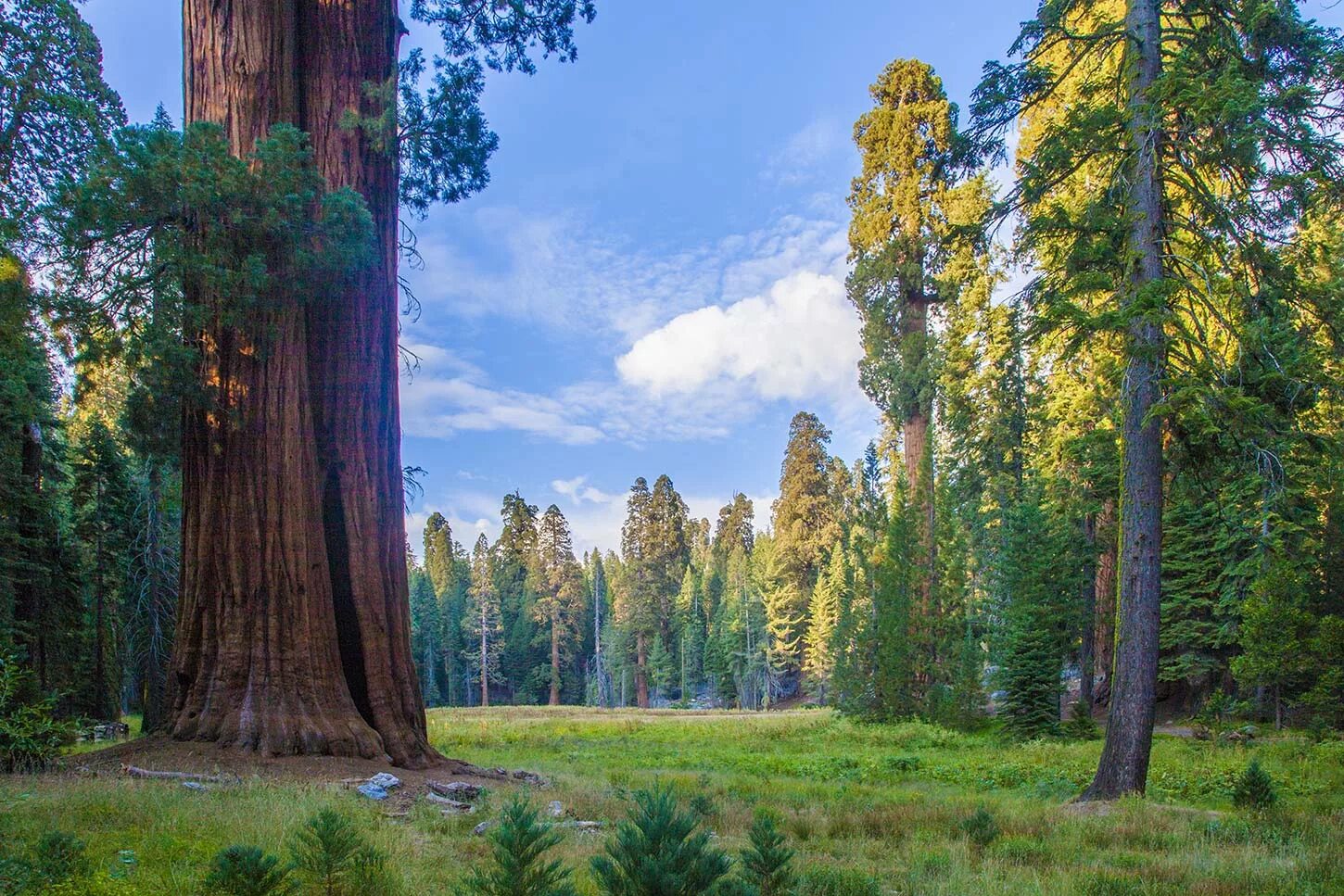 Лес где дерево на дереве стоит. Секвойя Редвуд. Национальный лес Секвойя. Национальный парк Редвуд. Национальный парк Секвойя Калифорния.