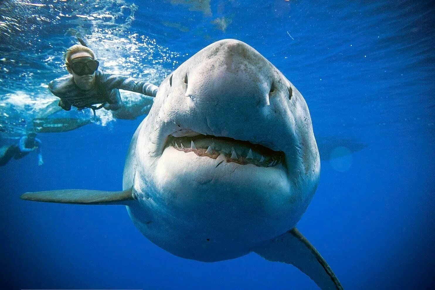 Фотки больших акул. Белая акула дип Блю. Большая белая акула Deep Blue. Большая белая акула кархародон. Самая большая белая акула дип Блю.