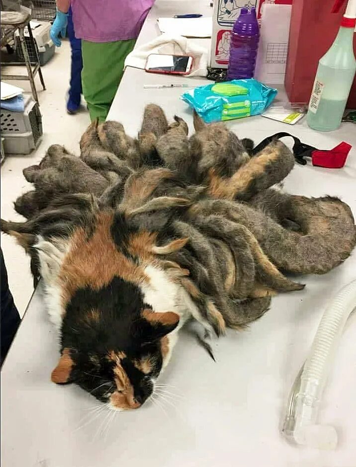 Куда девать умершую собаку
