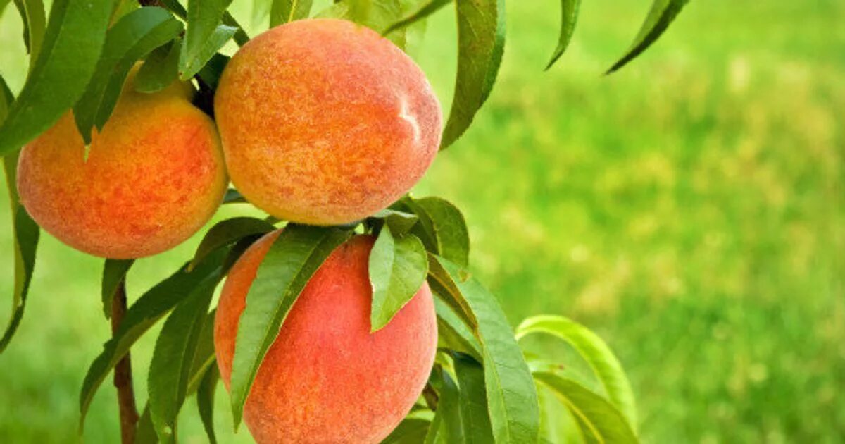 Нектарин зеленый маленький. Нектарин зеленый сорт. Peach green. Зеленые персики. Маленькие зеленые персики.