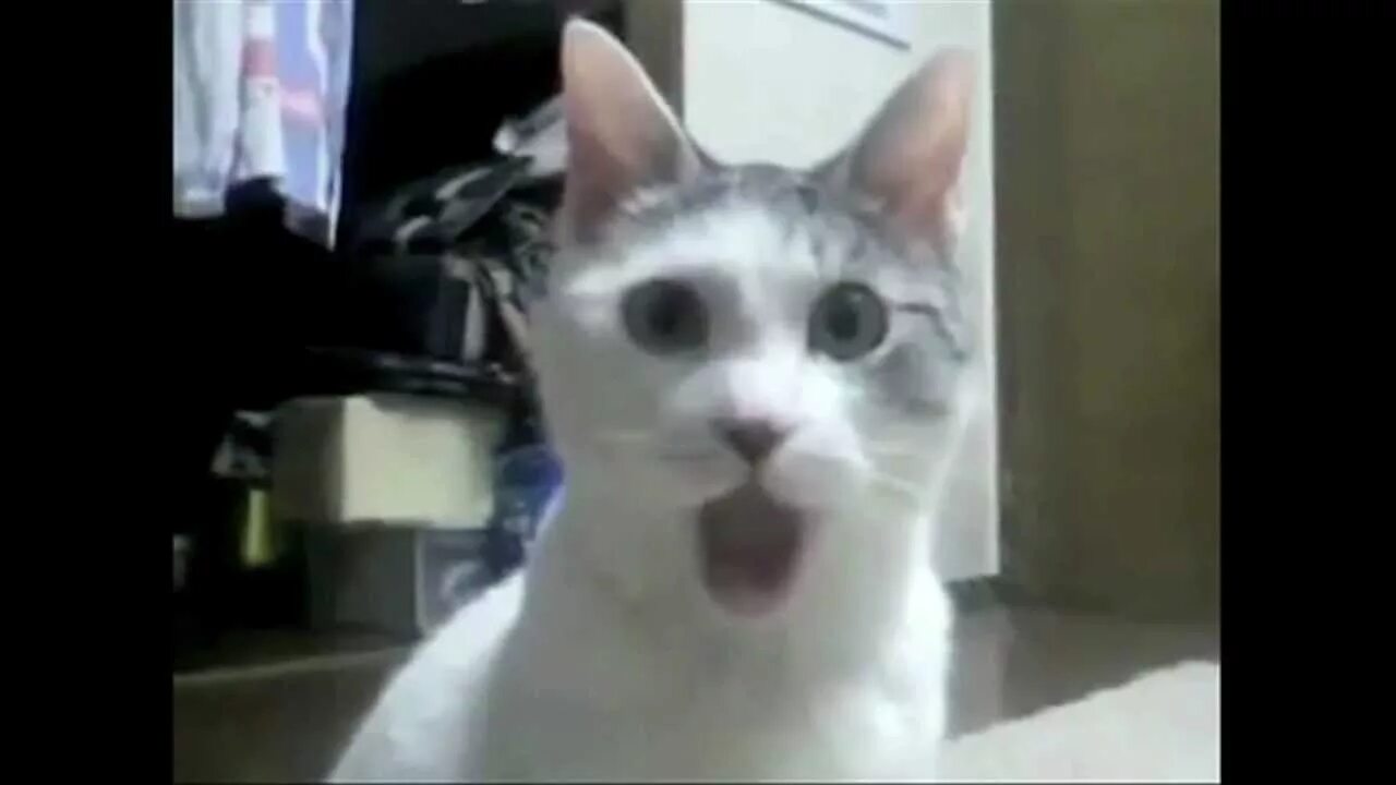 Кот открыл кран. Кот удивляется. Офигевший кот. Удивленный кот с мемов. Удивленный кот Мем.