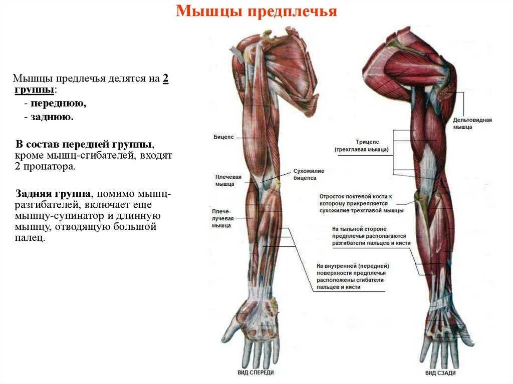 Мышцы верхней конечности мышцы предплечья. Мышцы верхней конечности кисти анатомия. Мышцы предплечья анатомия передняя группа. Мышцы предплечья схема анатомия. Рука человека название