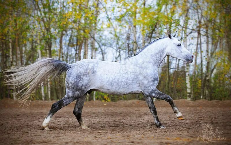 Вестфальская порода лошадей. Ахалтекинская лошадь серая масть. Светло серый конь. Орловский рысак серый в яблоках. Серая лошадь орловский рысак.