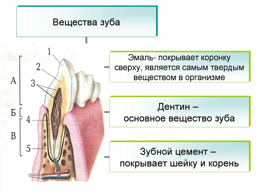 Строение зубакоронка жмаль,. Строение зуба эмаль дентин цемент. Строение зуба коронка эмаль. Части цемента корня зуба.