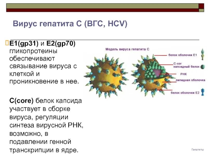 Гепатит с антитела core. Вирус гепатита в. гепатит с строение. белки вируса гепатита с. возбудитель гепатита а.
