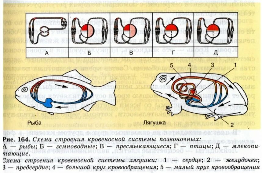 Кровеносная система позвоночных схема. Схемы кровеносных систем позвоночных животных. Схема строения кровеносной системы позвоночных. Кровеносная система рыб 7 класс биология. Особенности кровообращения рыб