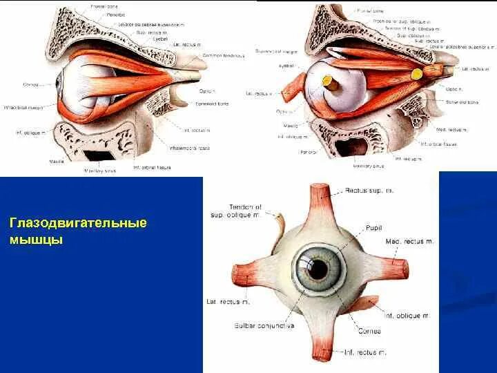 Имеет место крепления глазодвигательных мышц. Глазодвигательные мышцы. Глазодвигательные мышцы глаза. Глазодвигательные мышцы строение. Глазодвигательные мышцы схема.