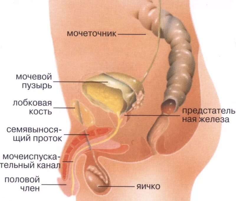 Болезни мочевого пузыря у мужчин. Мочевой у мужчины расположение