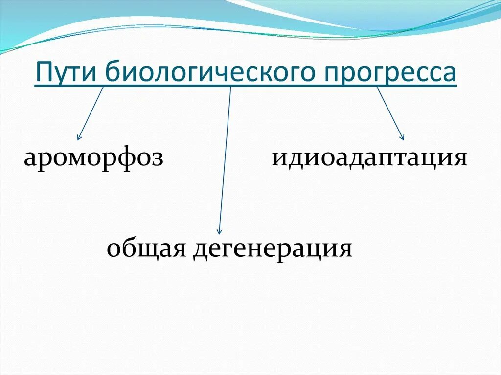 Кто прогрессивнее: бактерия или человек? Дивергенция
