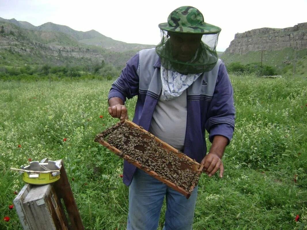 пасека в лесу. пасечник фотосток. пасечник пчеловод. пчеловод (пасечник) профессия. пасека карл майер.