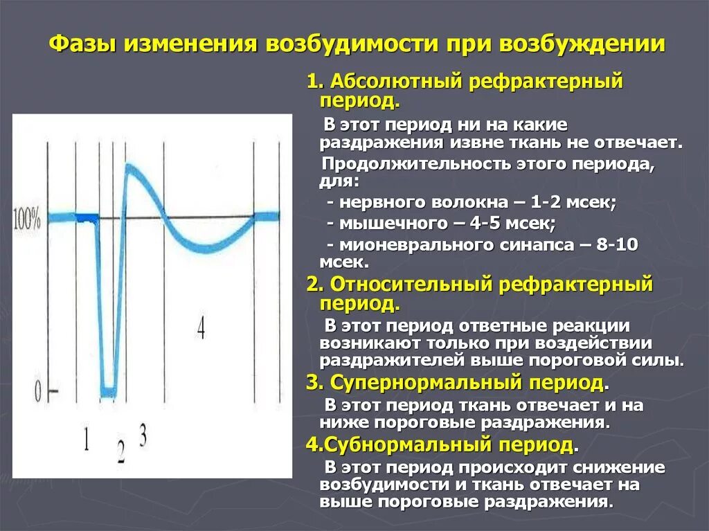 Видят в ней абсолютный. Фазы потенциала действия мышечного волокна график. Изменения возбудимости при возбуждении, фазы возбудимости. Фазы рефрактерности возбудимой ткани. Фазы потенциала действия мышечного волокна.