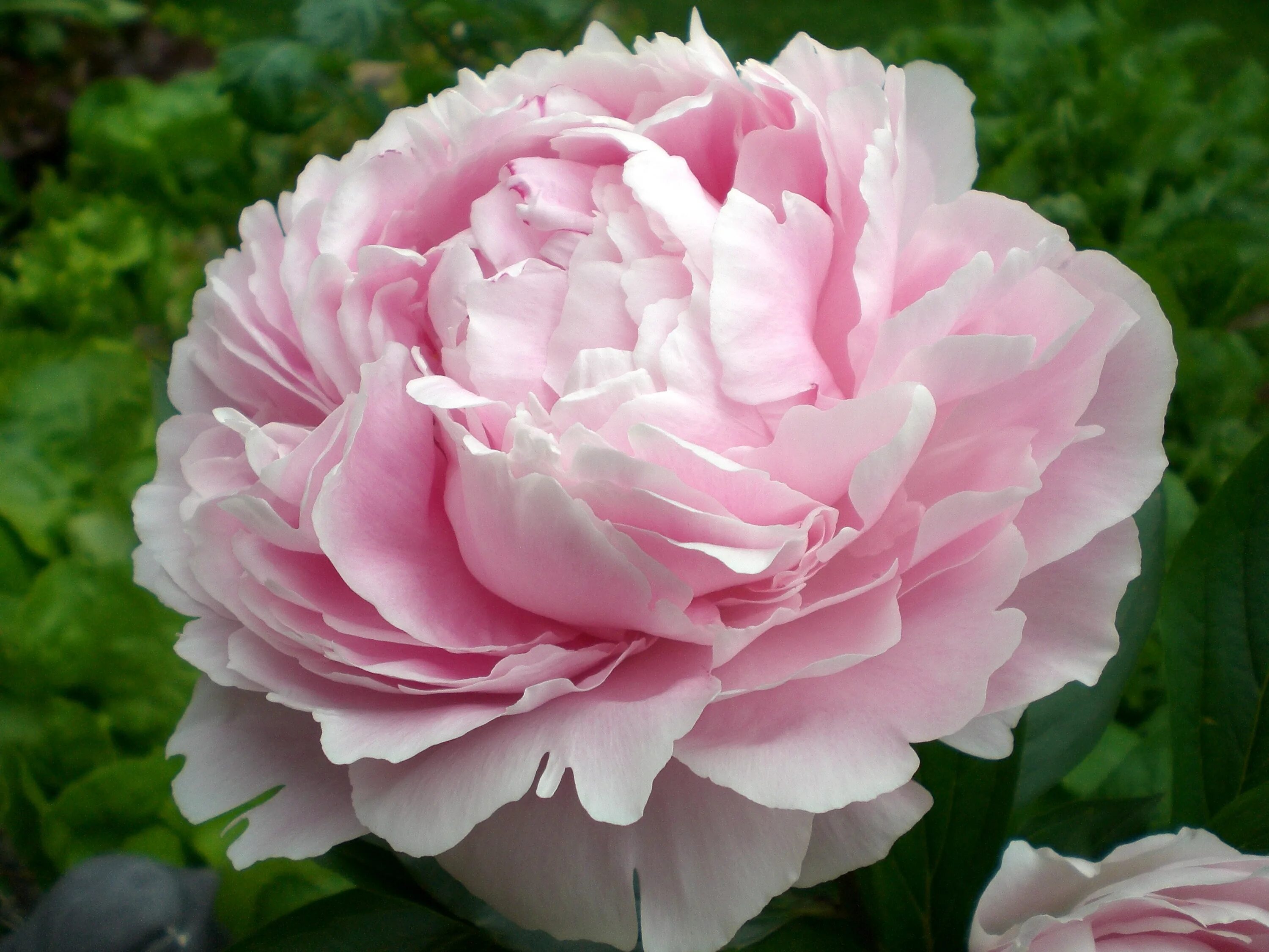 Peony blossom. Dresden pink пион. Peony blossom. Пион пич блоссом флай сноу. Пион пич блоссом флай сноу.