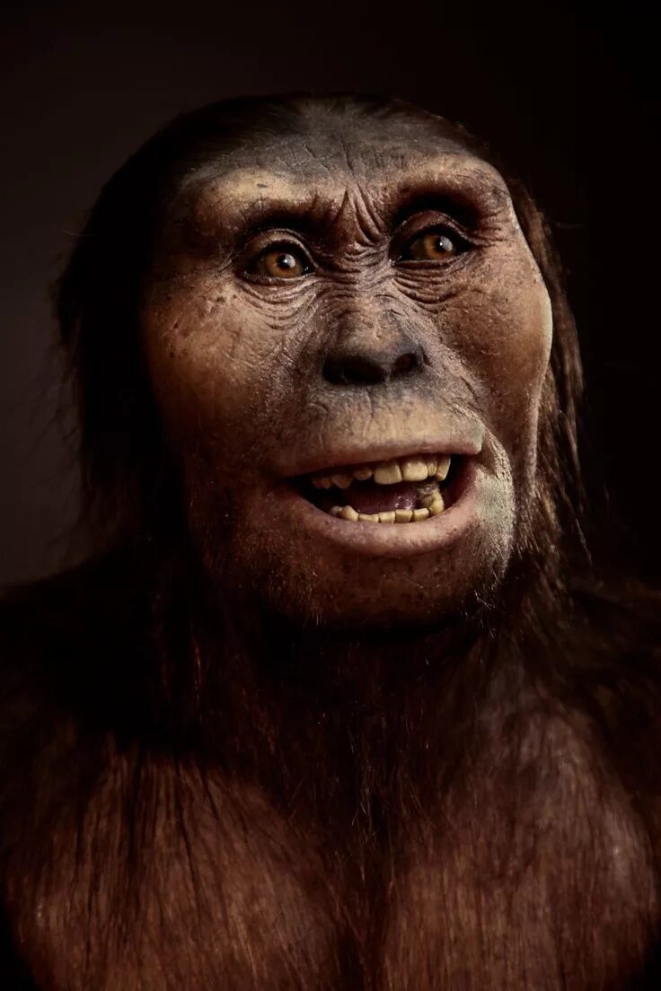 Астралопитек. Африканский австралопитек australopithecus africanus. Африканский австралопитек australopithecus africanus. Австралопитек афарский люси. Australopithecus afarensis (австралопитек афарский).