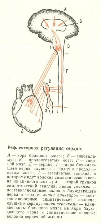 Рефлекторная регуляция сердечной деятельности схема. Схема безусловно рефлекторной регуляции сердца. Регуляция работы сердца схема. Схема нервно-рефлекторной регуляции деятельности сердца. Центр безусловно рефлекторной регуляции кровяного