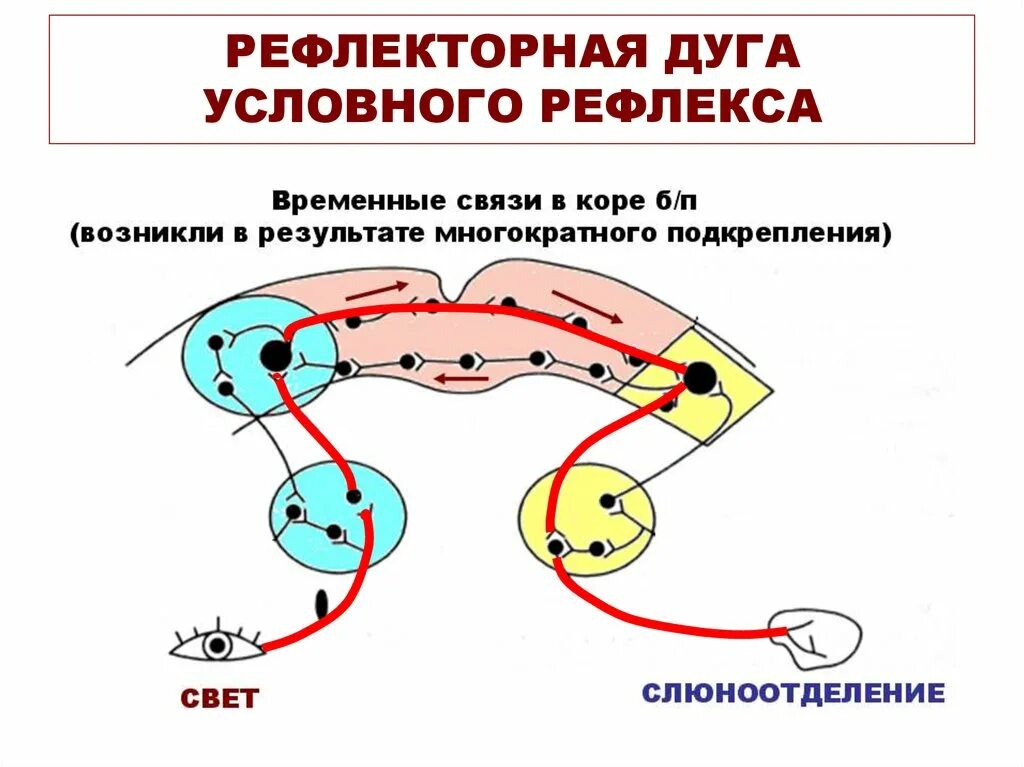 Формирование безусловного рефлекса. Рефлекторная дуга условного рефлекса схема. Рефлекторная дуга безуслоаногорефлекса. Рефлекс Павлова рефлекторная дуга. Схема рефлекторной дуги безусловного рефлекса.