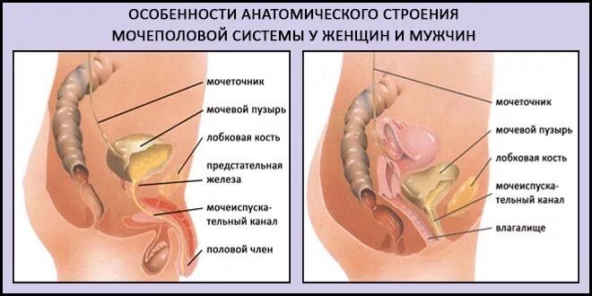 Строение женской мочевой системы. Строение мочеполовой системы у мужчин и женщин. Строение мочевой системы у женщин. Строение мочеполовой системы у женщин анатомия.